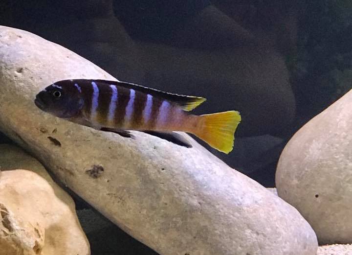 Cynotilapia sp. 'elongatus mbenji blue' Mbenji Island
